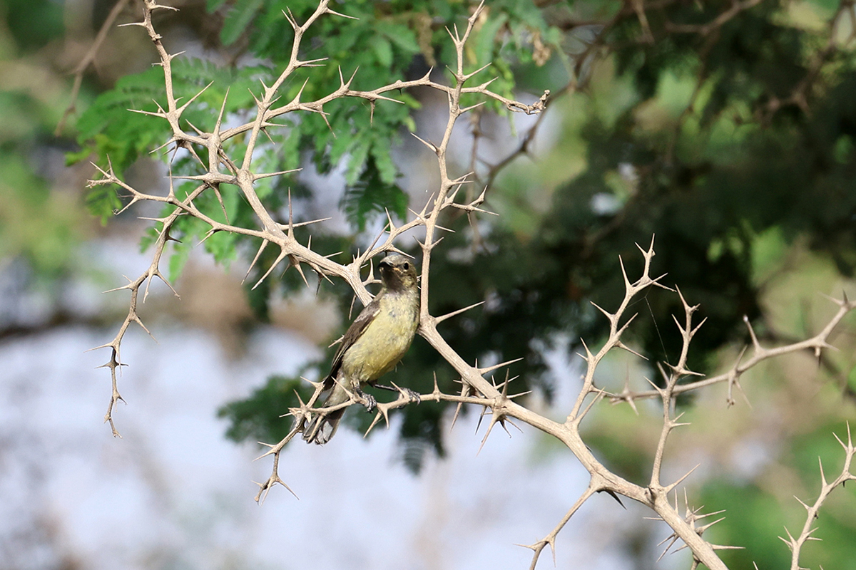 Beautiful Sunbird